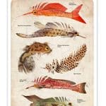 Feather Fish