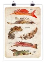 Feather Fish